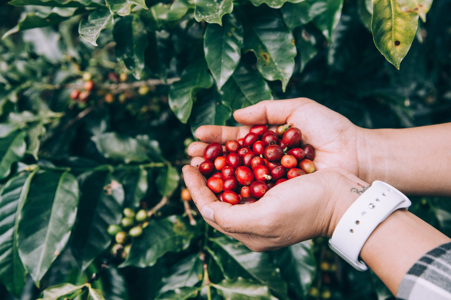 Better Brew Cacao Coffee